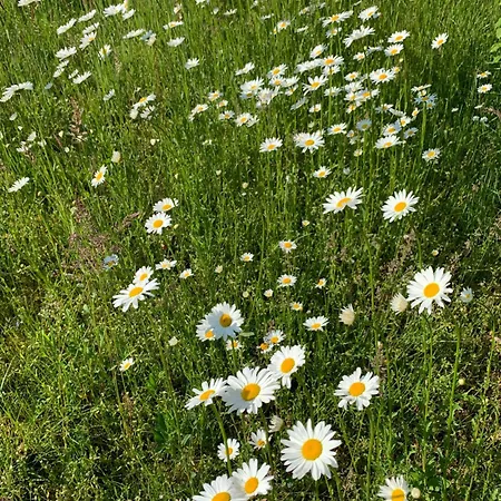 Ferienhaus Atelierhaus Alte Schule *